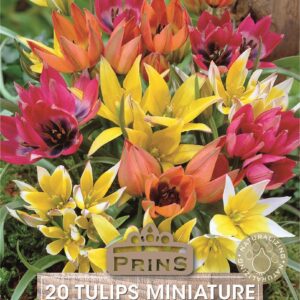 Pack 20 Miniature Tulips 'Mixed' Dwarf Spring Bulbs