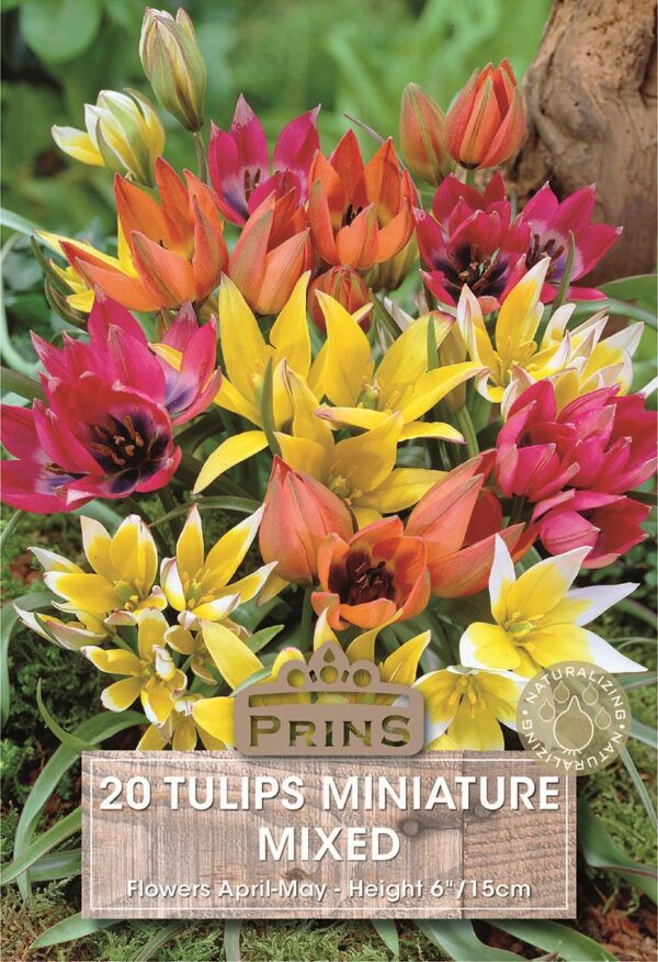 Pack 20 Miniature Tulips 'Mixed' Dwarf Spring Bulbs
