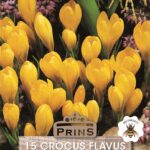 Crocus Bulbs 'Yellow'  WPC Prins Quality Spring Bulbs Pack 15