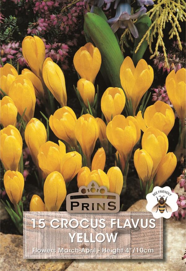 Crocus Bulbs 'Yellow'  WPC Prins Quality Spring Bulbs Pack 15