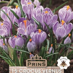 Crocus Bulbs 'Striped' WPC Prins Quality Spring Bulbs Pack 15