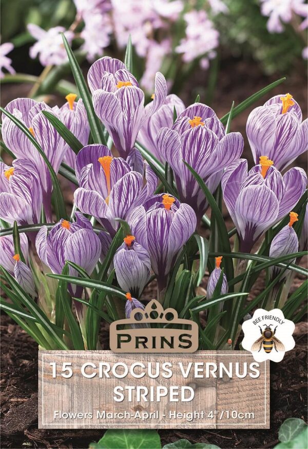 Crocus Bulbs 'Striped' WPC Prins Quality Spring Bulbs Pack 15