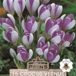 Pack 15 Crocus Bulbs 'Vanguard' WPC Prins Quality Spring Bulbs