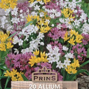 Allium 'Mixed' Garden Flowering Bulbs WPC Prins Pack 20 Bulbs