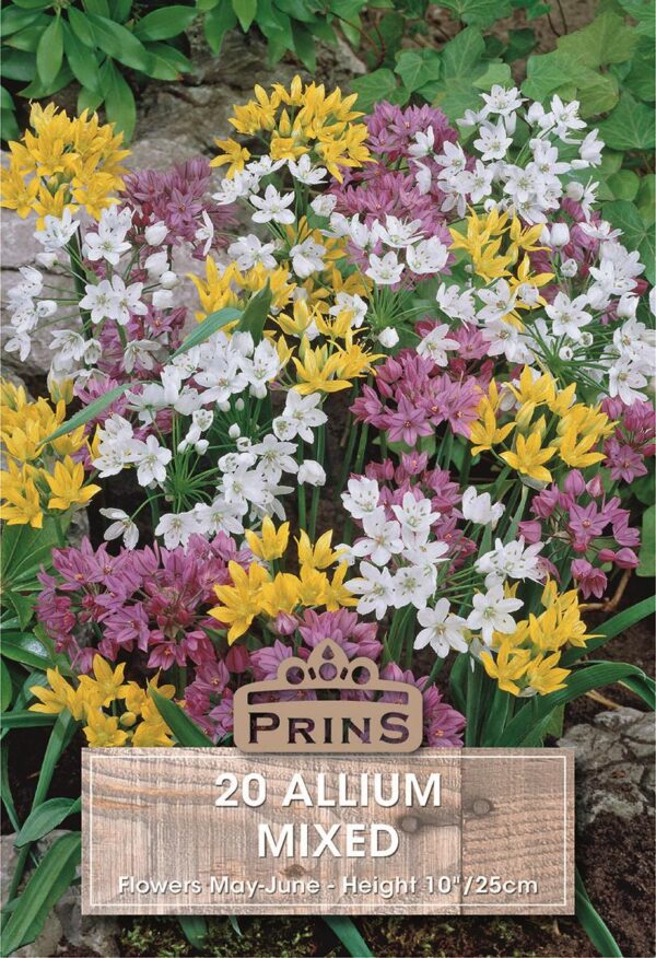 Allium 'Mixed' Garden Flowering Bulbs WPC Prins Pack 20 Bulbs
