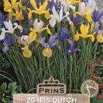 Dutch Iris Bulbs 'Mixed' WPC Prins Quality Spring Bulbs Pack 20