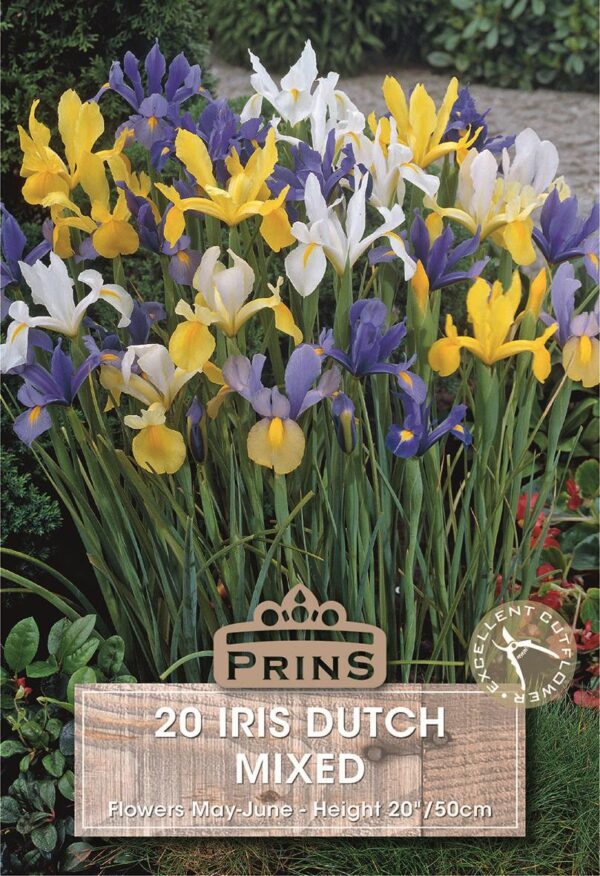 Dutch Iris Bulbs 'Mixed' WPC Prins Quality Spring Bulbs Pack 20