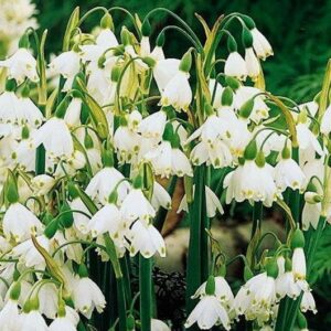 Pack 10 Leucojum Aestivum (Summer Snowflake) WPC Prins Spring Bulbs