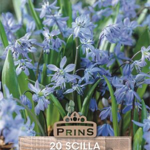 Pack 20 Bulbs Scilla Siberica (Siberian Squill) Top Quality WPC.Prins Bulbs
