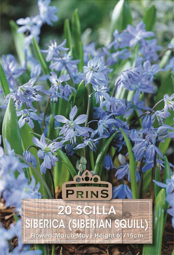 Pack 20 Bulbs Scilla Siberica (Siberian Squill) Top Quality WPC.Prins Bulbs