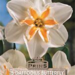 Pack 5 Narcissus Daffodil Bulbs 'Marie Jose' Spring Bulbs