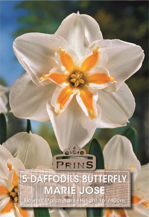 Pack 5 Narcissus Daffodil Bulbs 'Marie Jose' Spring Bulbs