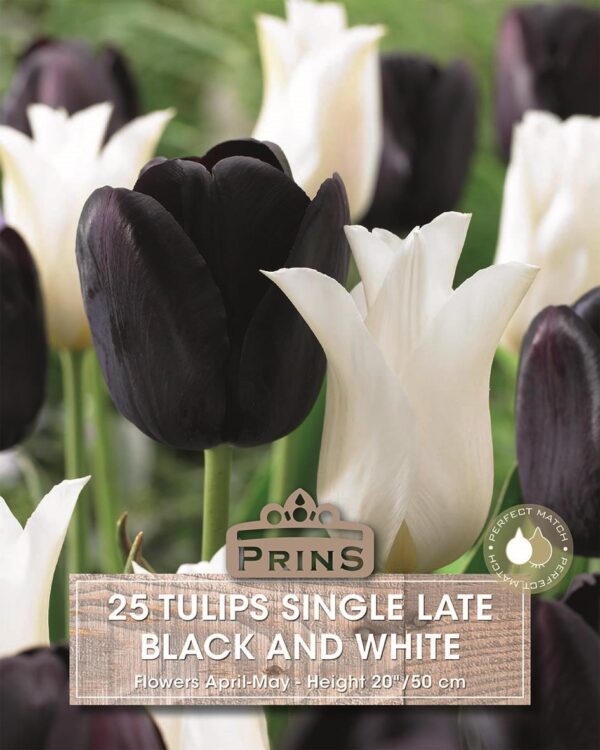 Value Pack 25 Tulip Bulbs 'Black & White' Late Mix Spring Flowering