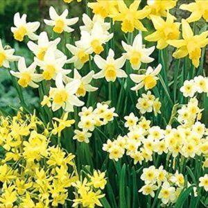 Narcissus/Daffodil Bulbs Mixed Miniature Dwarf Special Mix Value Pack 40