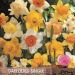Daffodil Bulbs 'Singles Mixed' WPC Prins Quality Spring Bulbs Value Pack 15
