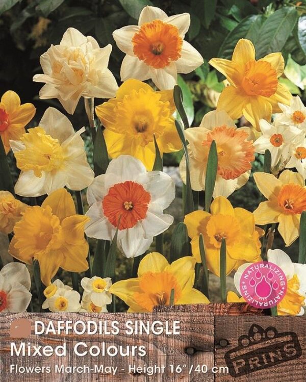 Daffodil Bulbs 'Singles Mixed' WPC Prins Quality Spring Bulbs Value Pack 15