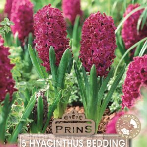 Pack 5 Woodstock Bedding Hyacinth Bulbs WPC Prins Quality Spring Bulbs