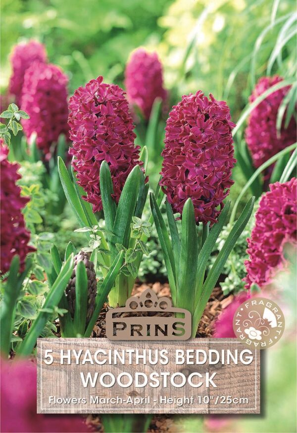 Pack 5 Woodstock Bedding Hyacinth Bulbs WPC Prins Quality Spring Bulbs