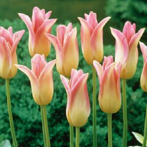 Pack 10 Lily Flowering Tulip Bulbs 'Elegant Lady WPC Prins Bulbs