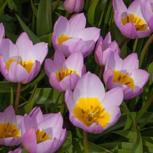 Pack 10 Species (Miniature) Tulip Bulb 'Lilac Wonder' Spring Flowering Bulbs