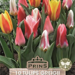 Pack 10 Dwarf Tulip Bulbs 'Greigii Mixed' WPC Prins Quality Spring Bulbs