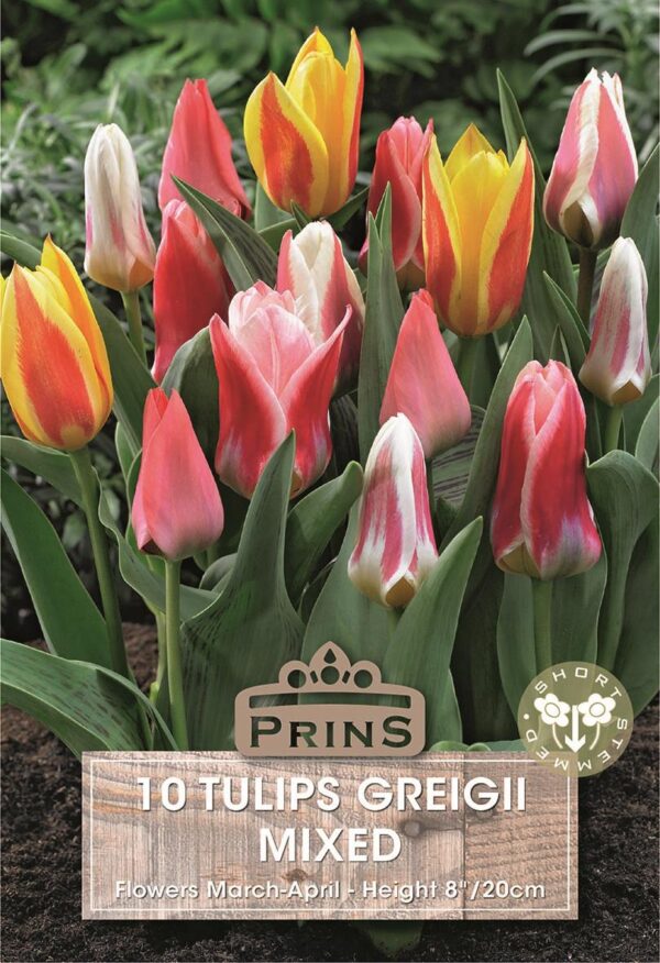 Pack 10 Dwarf Tulip Bulbs 'Greigii Mixed' WPC Prins Quality Spring Bulbs