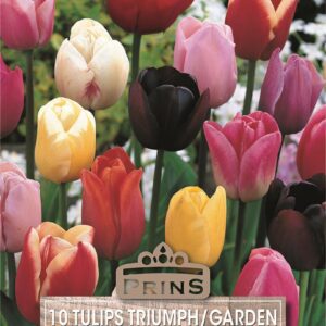 Pack 10 Garden Tulip Bulbs 'Mixed' Spring Flowering Bulbs