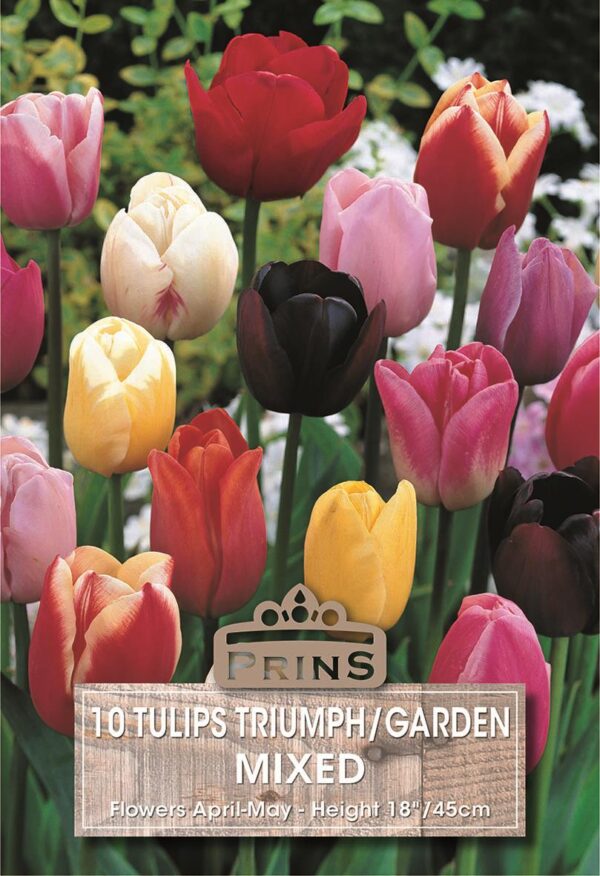 Pack 10 Garden Tulip Bulbs 'Mixed' Spring Flowering Bulbs