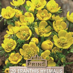 Winter Aconite Eranthis Spring Garden Bulbs WPC Prins Quality Pack x20