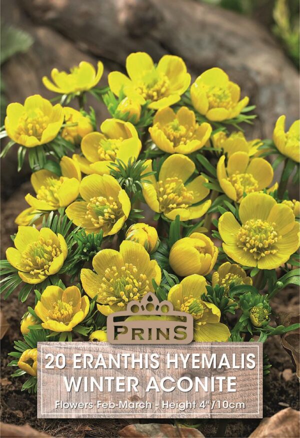 Winter Aconite Eranthis Spring Garden Bulbs WPC Prins Quality Pack x20