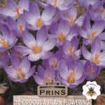 Crocus 'Speciosus' Autumn Flowering Bulbs Pack x10