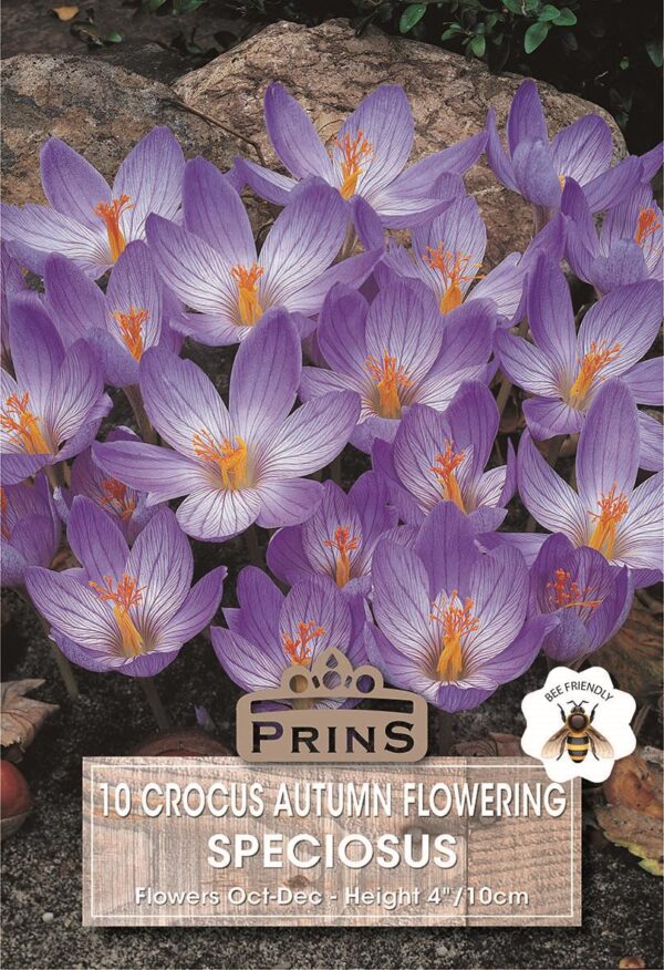Crocus 'Speciosus' Autumn Flowering Bulbs Pack x10