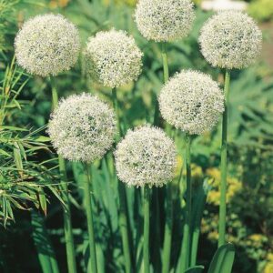 Pack 1 Allium Bulb 'Mount Everest' WPC Prins Spring Bulbs