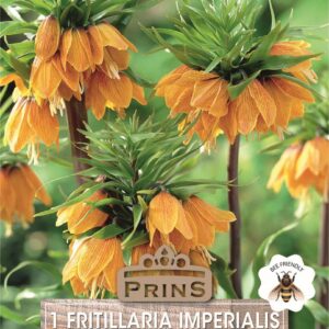 Fritillaria Imperialis 'Orange' Garden Flowering Bulbs WPC Prins Spring Bulb x1