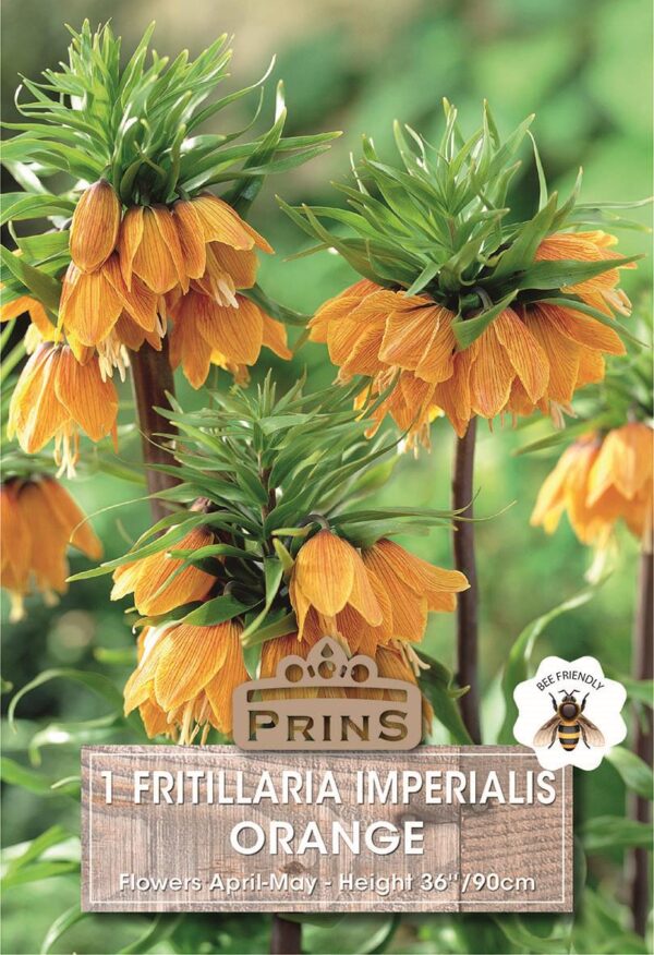 Fritillaria Imperialis 'Orange' Garden Flowering Bulbs WPC Prins Spring Bulb x1