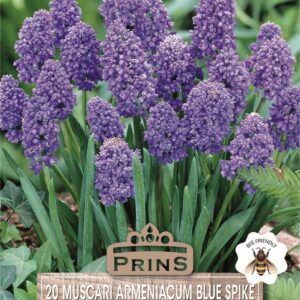 Muscari Armeniacum Double (Grape Hyacinth / Blue Spike) Perennial Bulbs Pack 20
