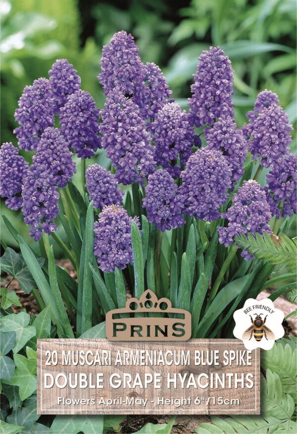 Muscari Armeniacum Double (Grape Hyacinth / Blue Spike) Perennial Bulbs Pack 20