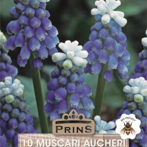 Pack 10 Muscari 'Mount Hood' Grape Hyacinth Spring Bulbs WPC Prins