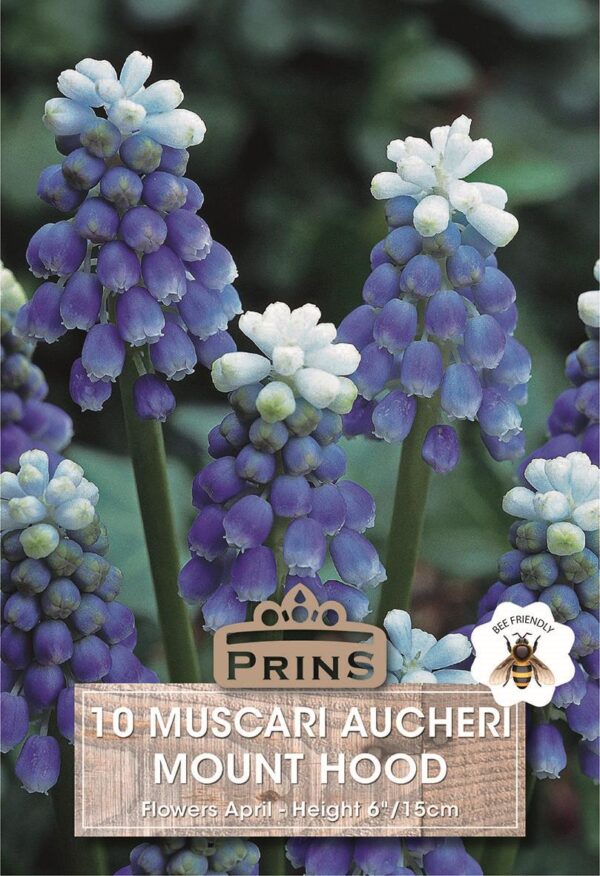 Pack 10 Muscari 'Mount Hood' Grape Hyacinth Spring Bulbs WPC Prins