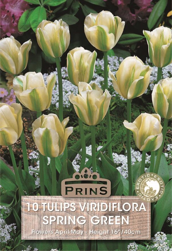 Pack 10 Tulip Bulbs 'Spring Green Viridiflora' WPC Prins Quality Spring Bulbs