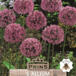 Allium Aflatunense Spring Flowering Bulbs WPC Prins Pack 5