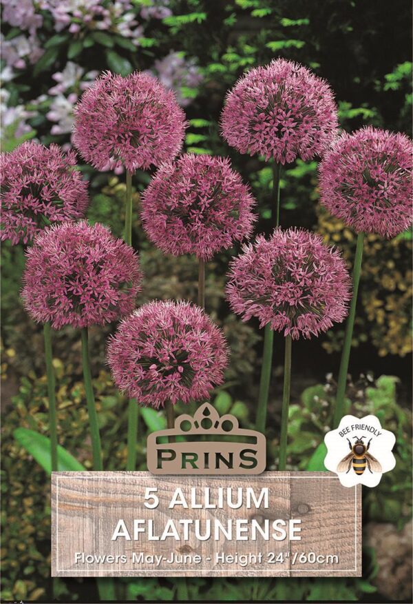 Allium Aflatunense Spring Flowering Bulbs WPC Prins Pack 5