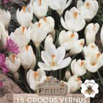 Crocus Bulbs White Quality Spring Bulbs Pack 15