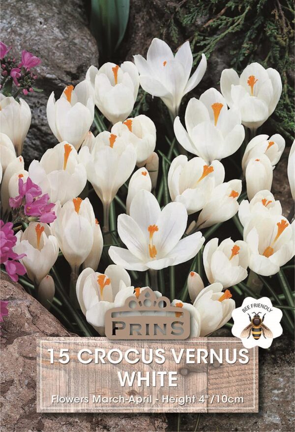 Crocus Bulbs White Quality Spring Bulbs Pack 15