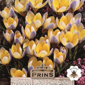Snow Crocus Chrysanthus 'Romance' Spring Bulbs Pack 20