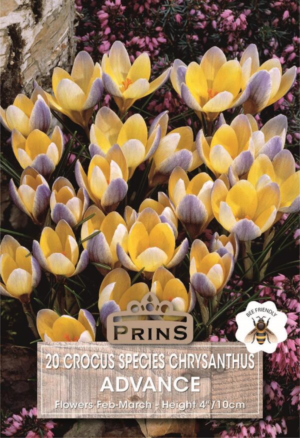 Snow Crocus Chrysanthus 'Romance' Spring Bulbs Pack 20