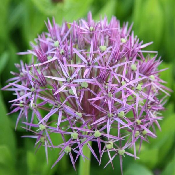 Giant Allium Christophii WPC Prins Bulbs & Tubers Pack x3 Bulbs