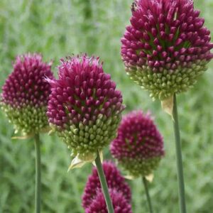 Allium Sphaerocephalon 'Drumstick' Spring Bulbs Pack x20