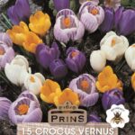 Crocus Bulbs 'Mixed' WPC Prins Quality Spring Bulbs Pack 15