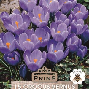 Crocus 'Blue' WPC Prins Quality Spring Bulbs Pack 15